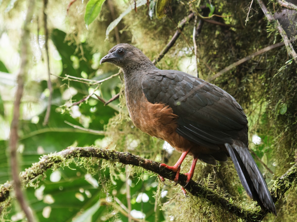 Sickle-winged Guan - ML224366051