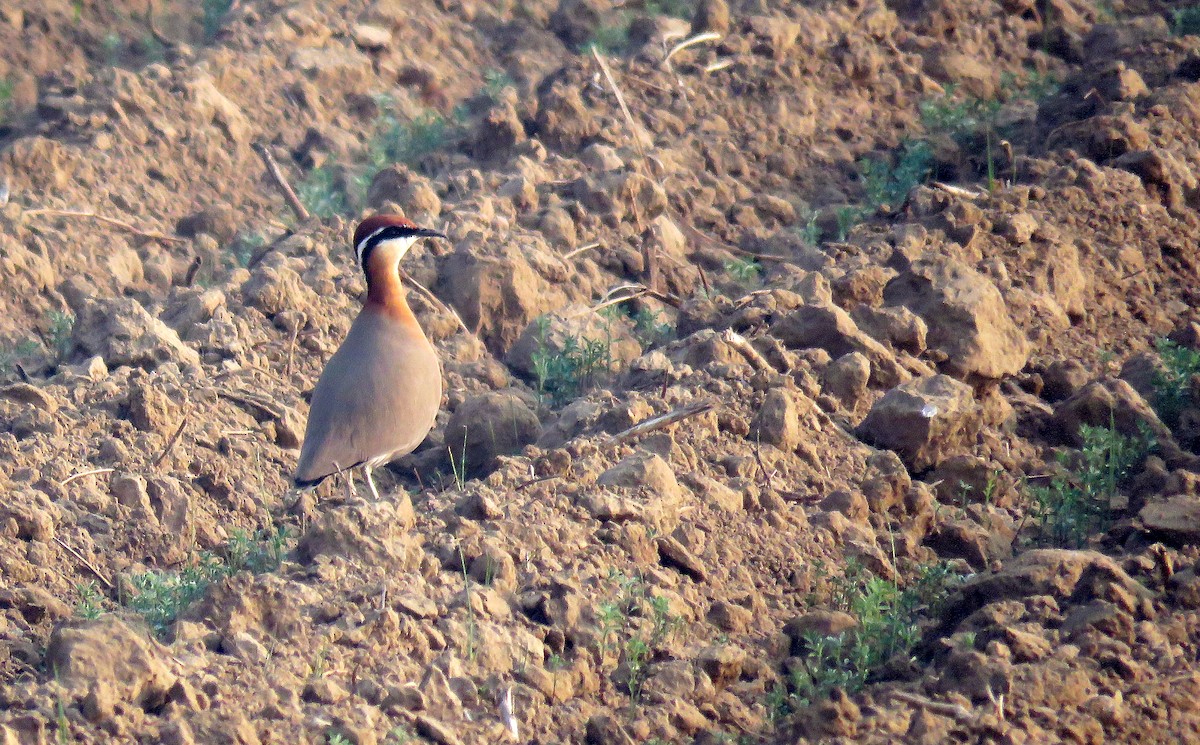 Indian Courser - ML22436731