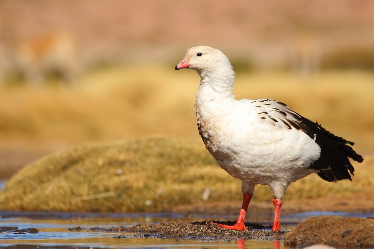 Andean Goose - ML224369541