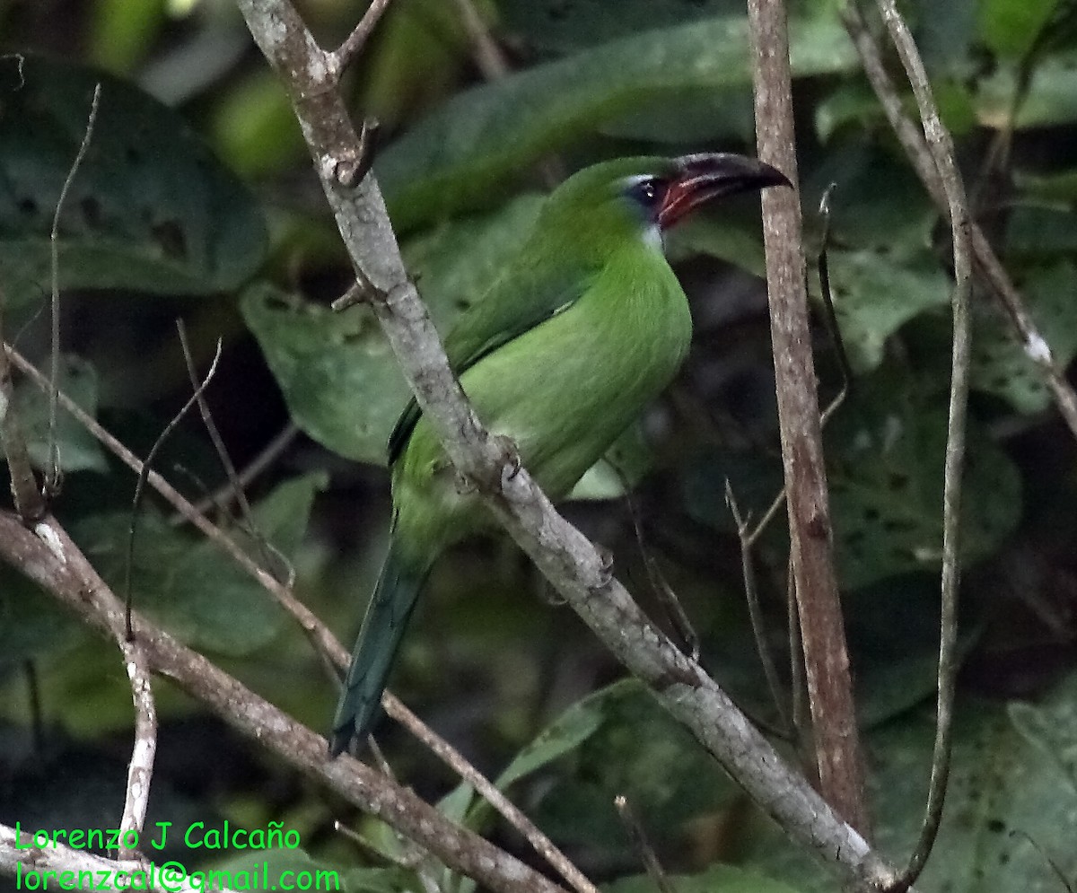 Groove-billed Toucanet - ML224370951