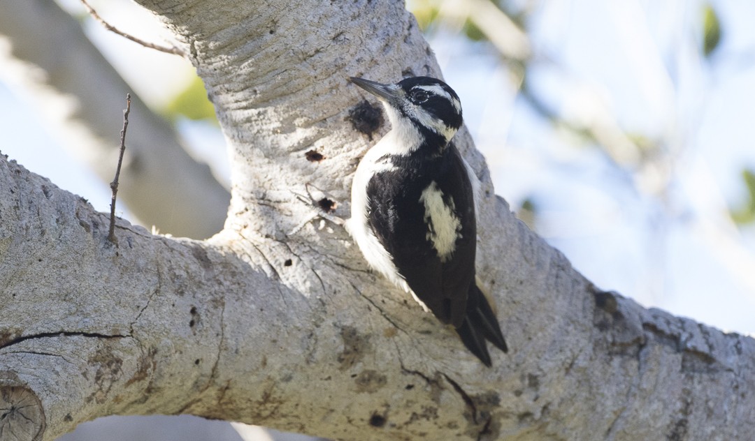 Hairy Woodpecker (Pacific) - Brian Sullivan