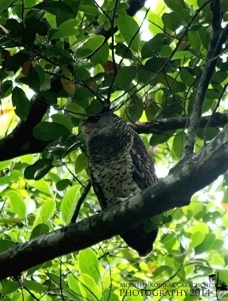 Spot-bellied Eagle-Owl - Moditha Kodikara Arachchi