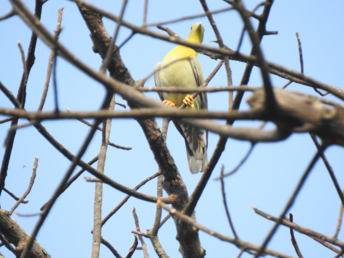 Yellow-footed Green-Pigeon - Dr Mita Gala
