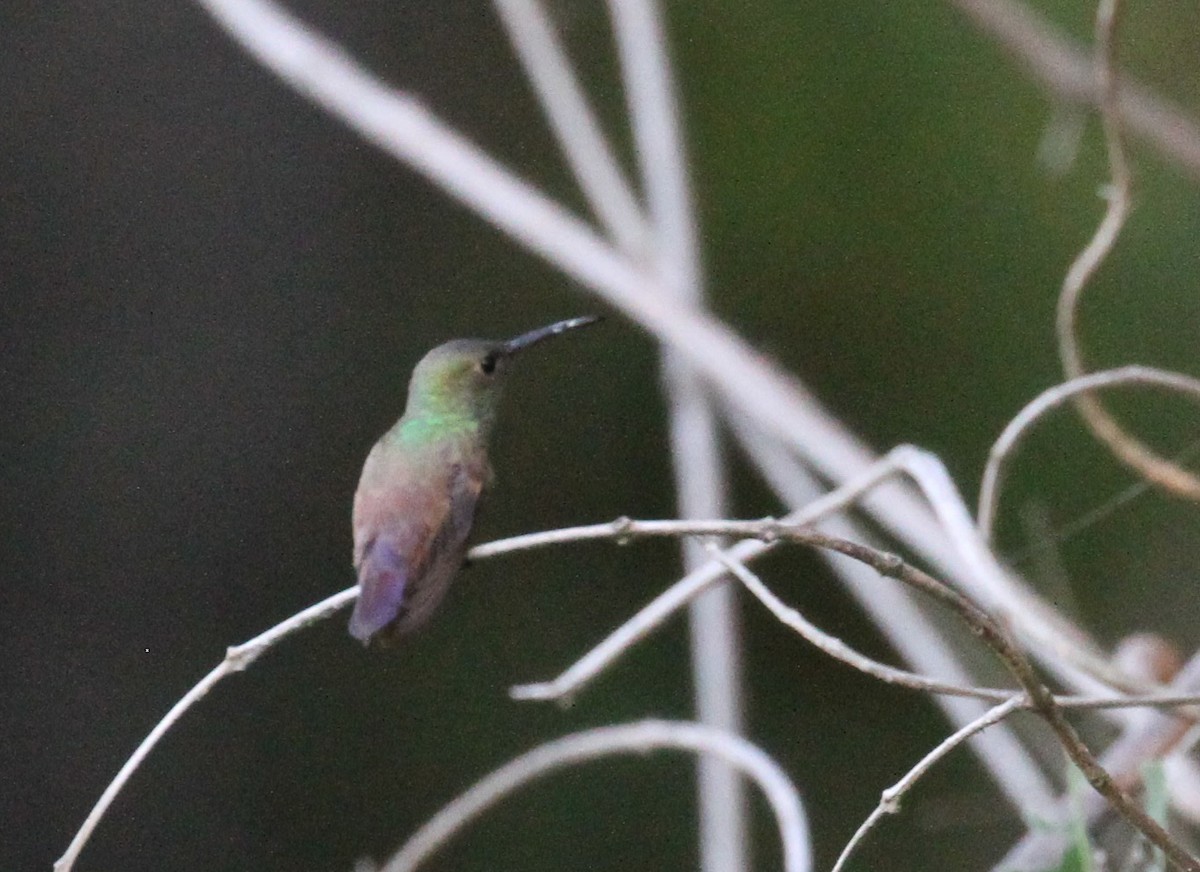 kolibřík mexický - ML224376751