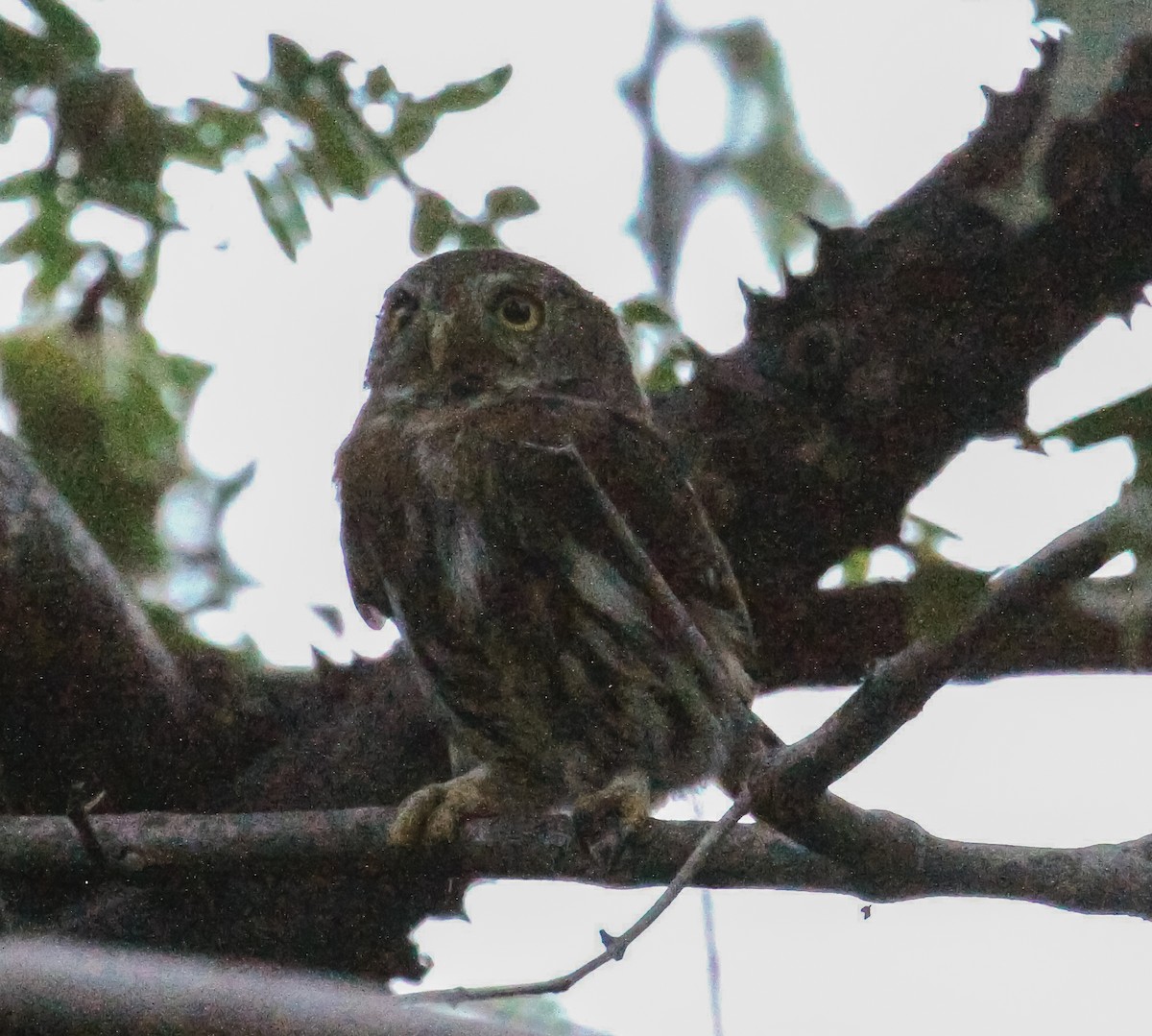Colima Pygmy-Owl - ML224376821