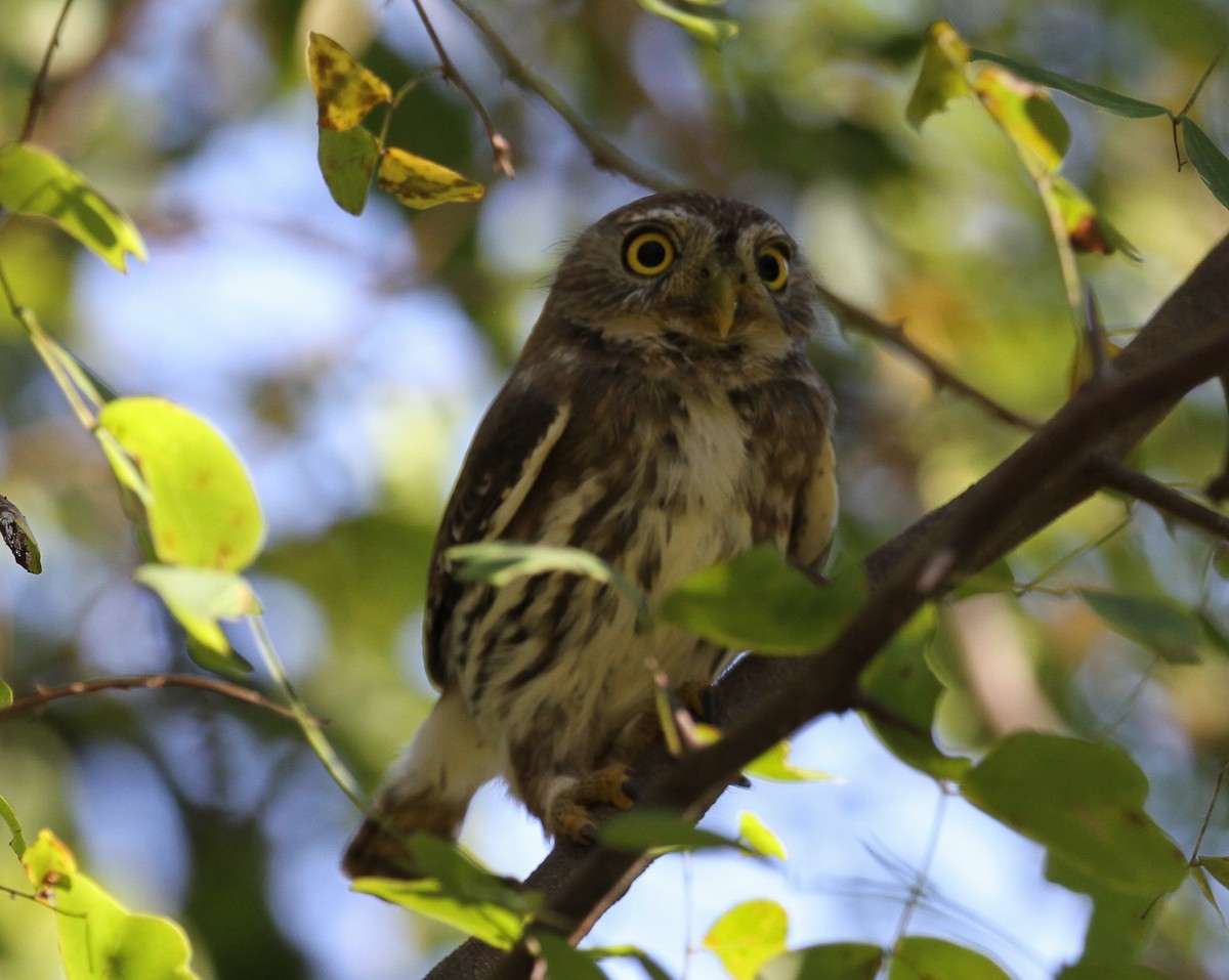 Ferruginous Pygmy-Owl - R.D. Wallace