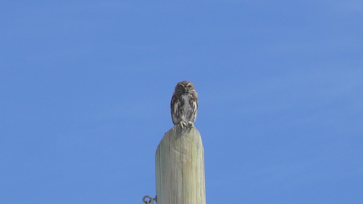 Austral Pygmy-Owl - ML224378881