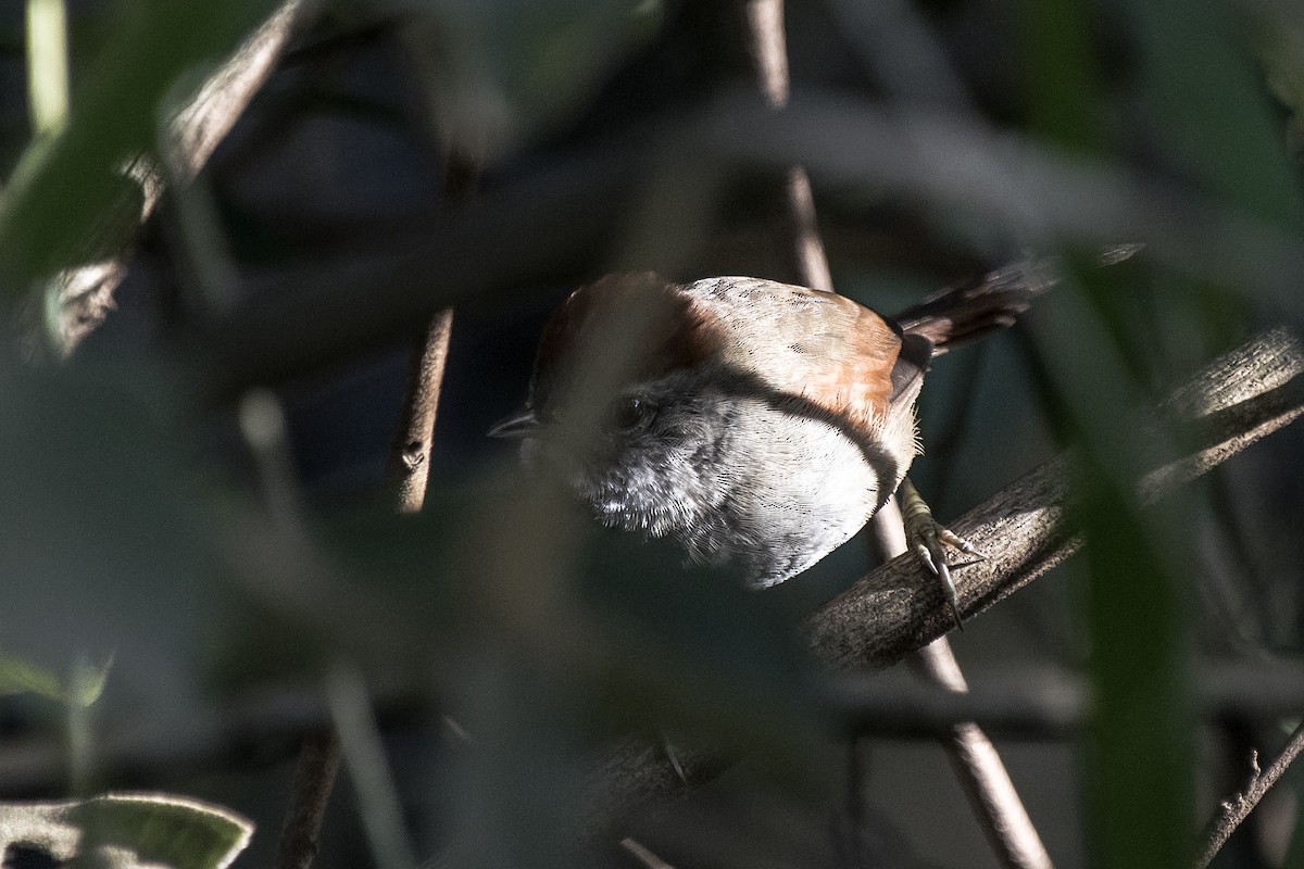 Sooty-fronted Spinetail - Luiz Carlos Ramassotti