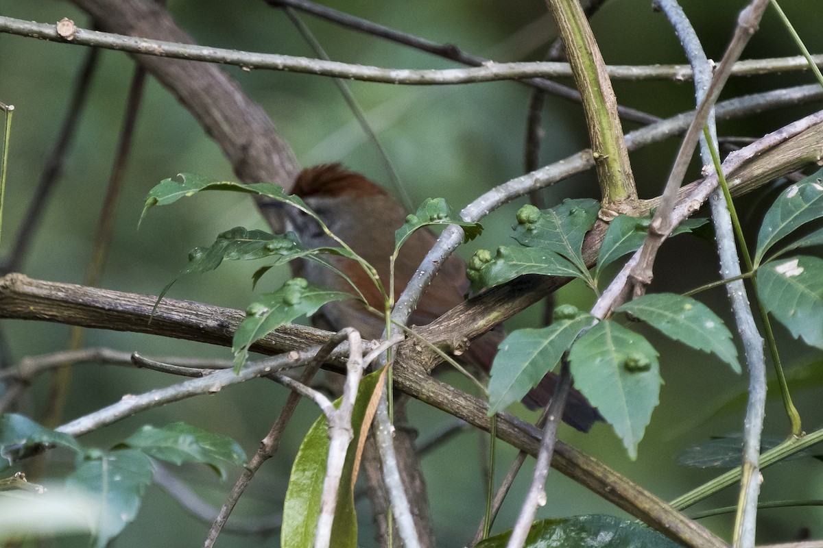 Sooty-fronted Spinetail - Luiz Carlos Ramassotti