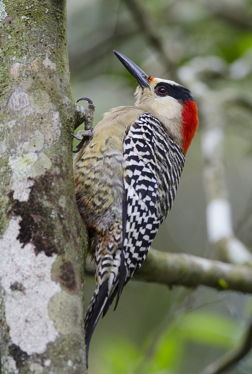West Indian Woodpecker - Joshua Vandermeulen