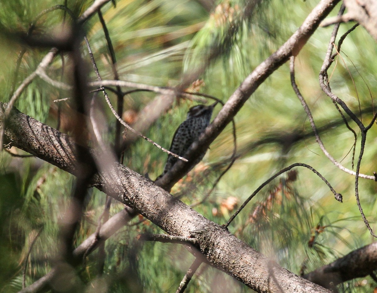Arizona Woodpecker - ML224386951