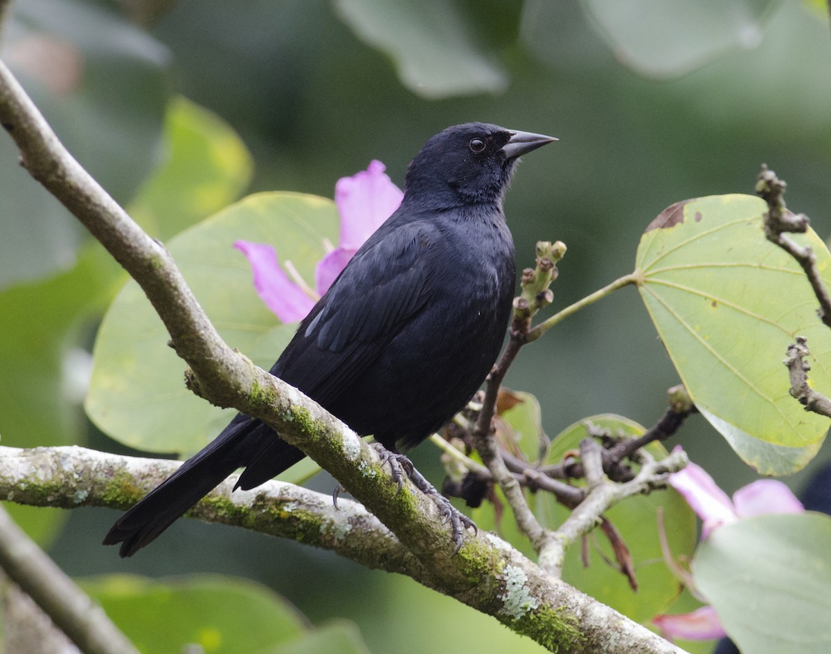 Tawny-shouldered Blackbird - Joshua Vandermeulen