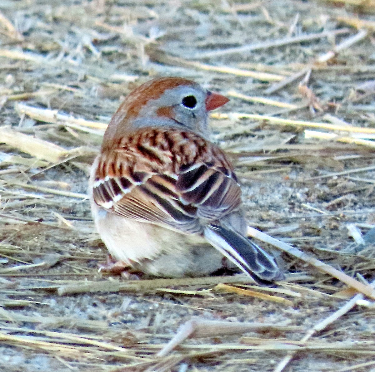 Field Sparrow - ML224387541