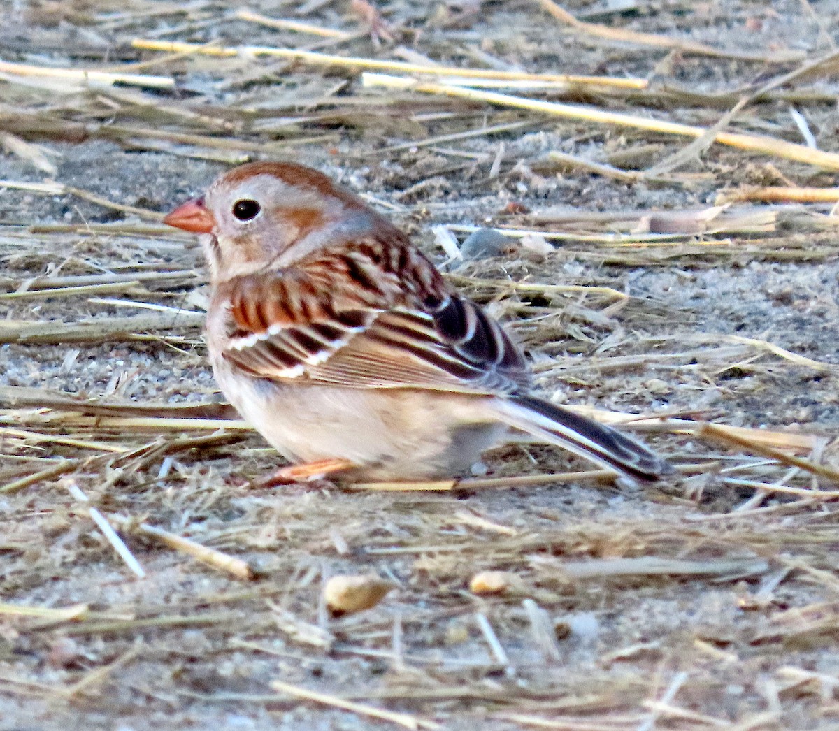 Field Sparrow - ML224387641