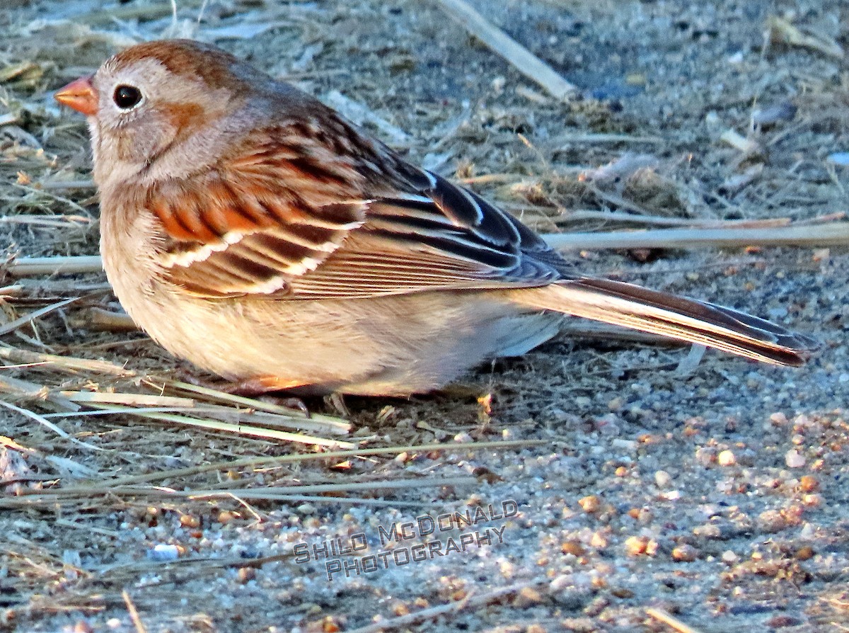 Field Sparrow - ML224387661