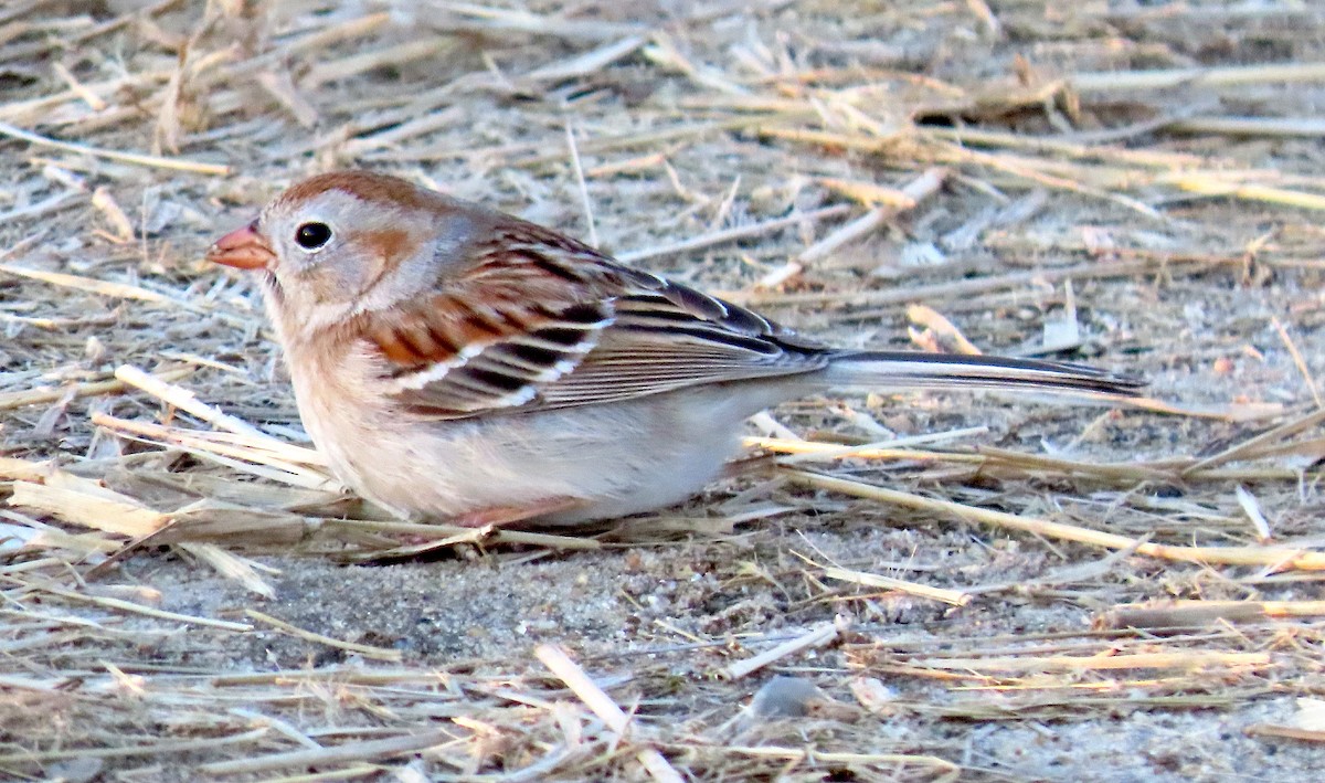 Field Sparrow - ML224387671