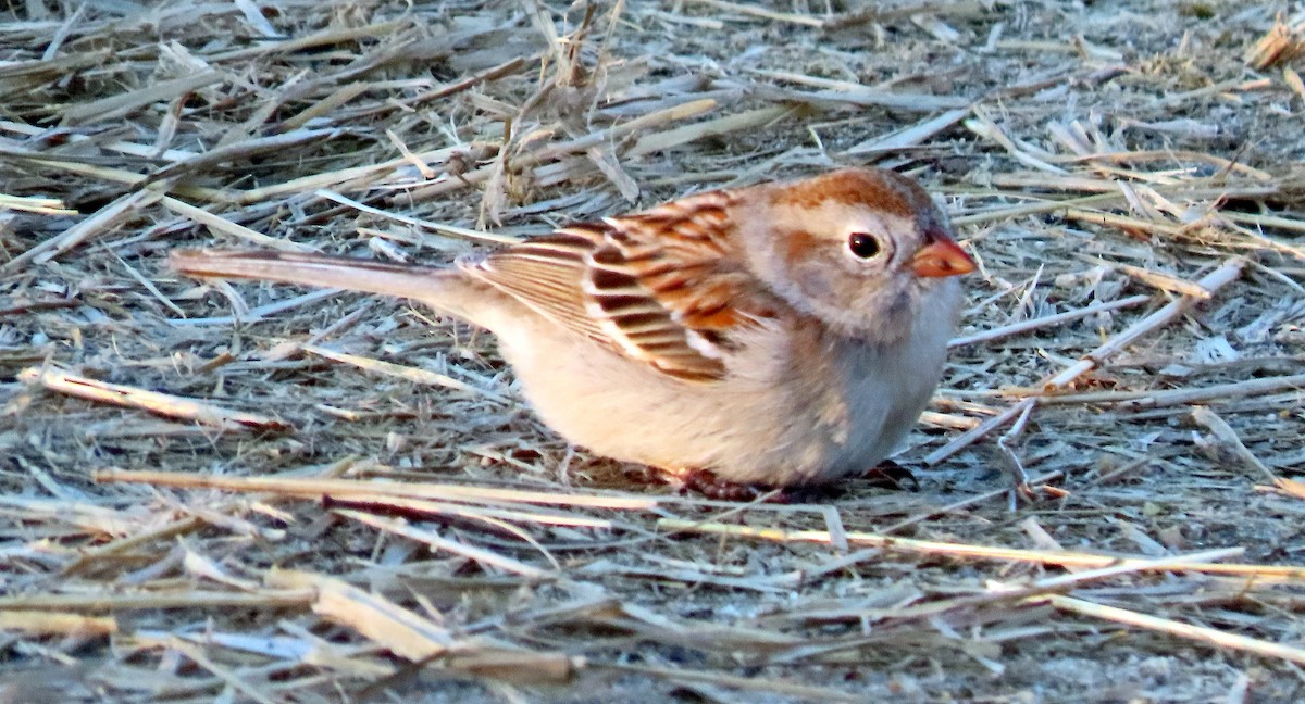 Field Sparrow - ML224387741