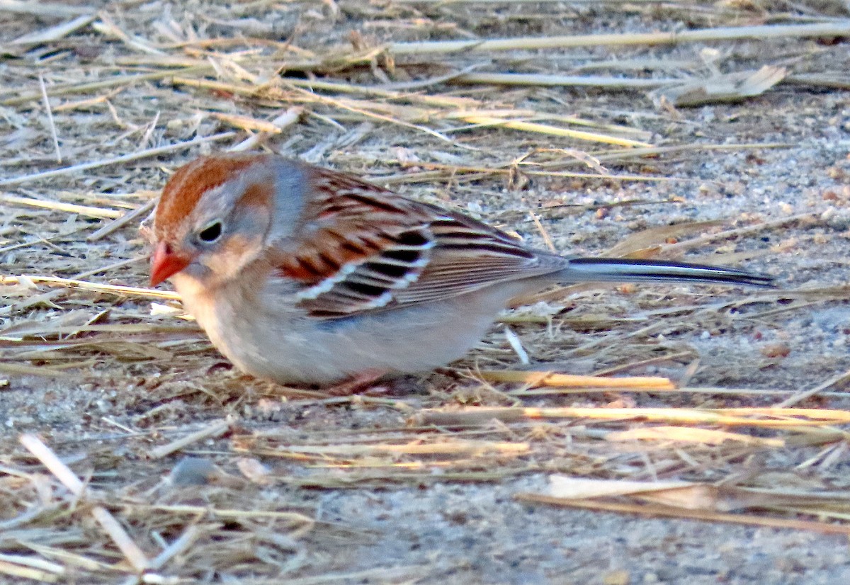 Field Sparrow - ML224387751