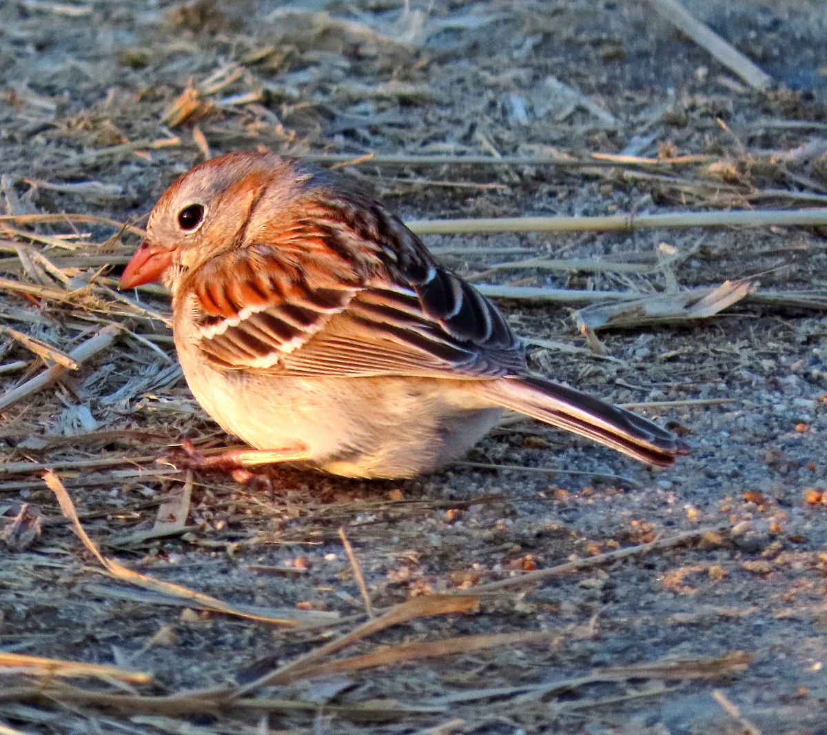 Field Sparrow - ML224387941