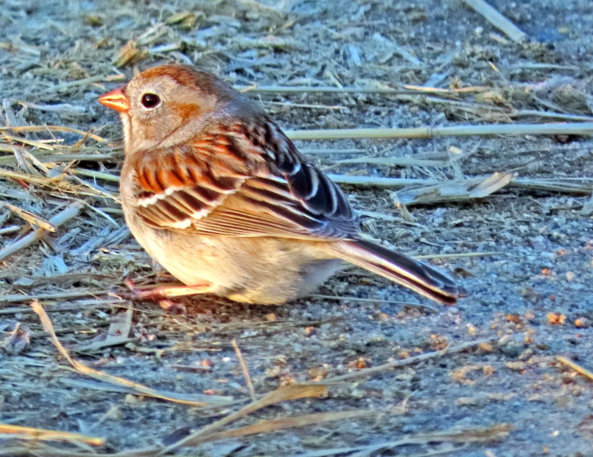 Field Sparrow - ML224387981