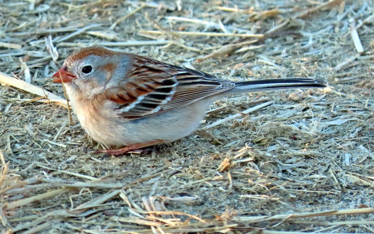 Field Sparrow - ML224388021