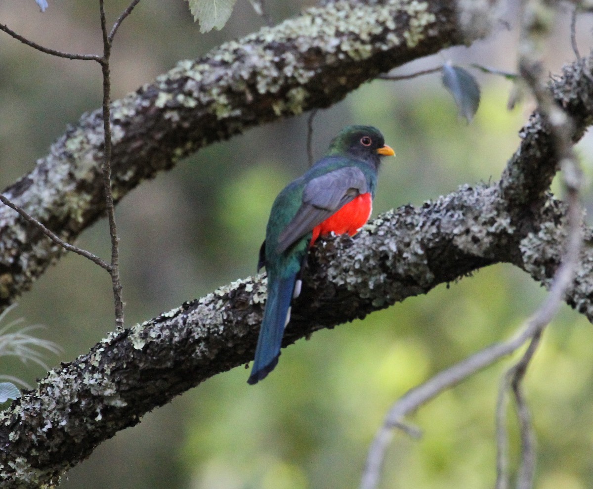 Elegant Trogon (Coppery-tailed) - R.D. Wallace