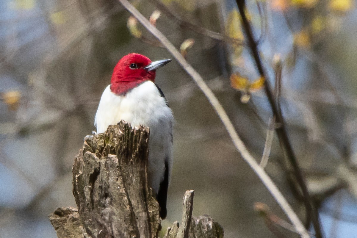 Red-headed Woodpecker - ML224394361