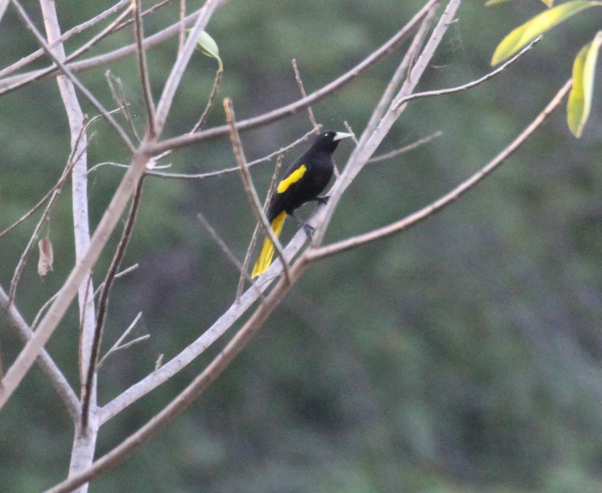 Yellow-winged Cacique - ML224394421