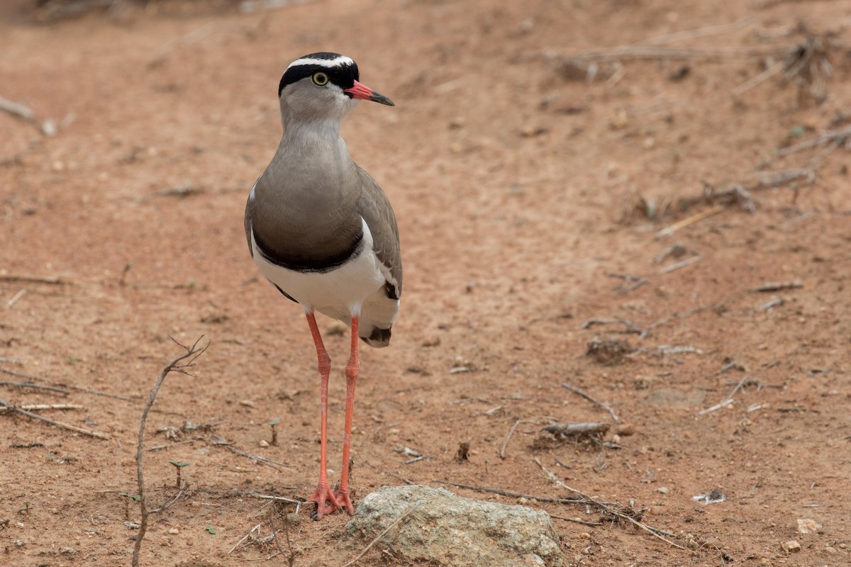 Crowned Lapwing - ML224399811