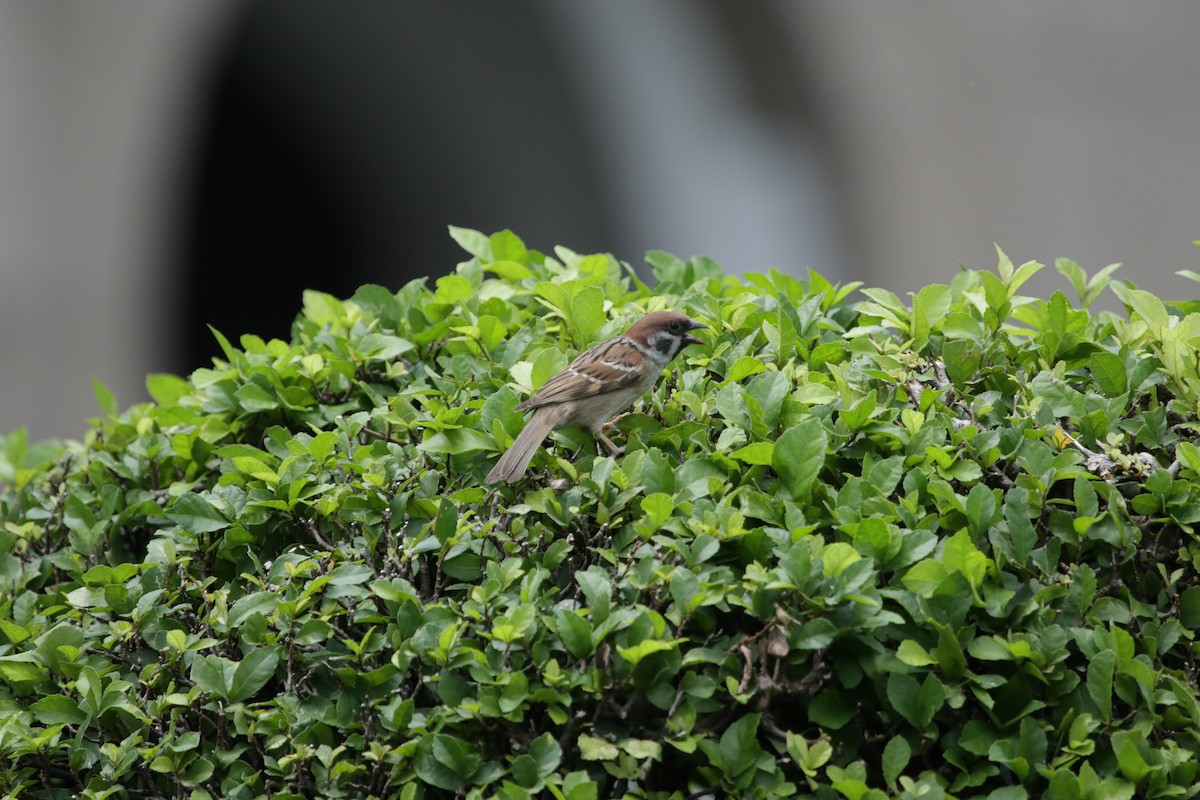 Eurasian Tree Sparrow - Andrew William