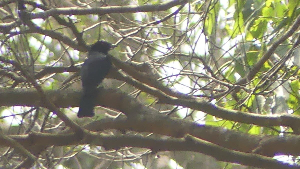 Western Square-tailed Drongo - ML224401121