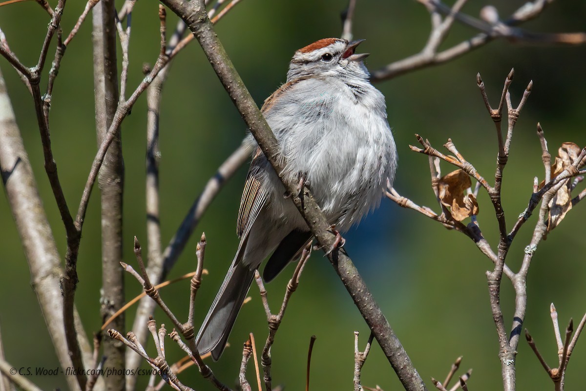 Chipping Sparrow - Chris S. Wood