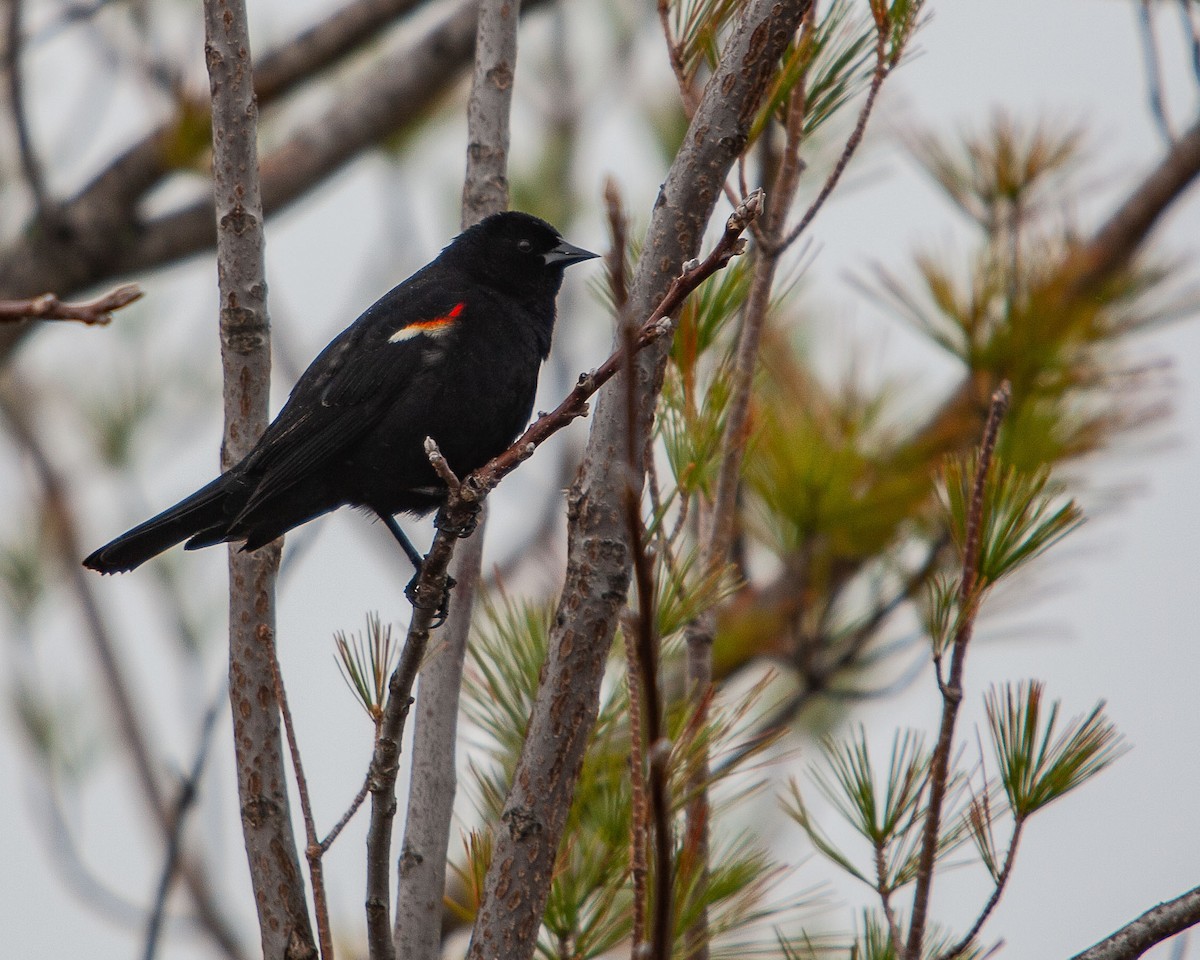 Red-winged Blackbird - Jonathan Samson