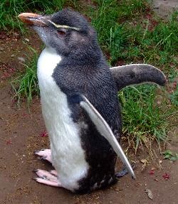 Southern Rockhopper Penguin - La Chiricoca