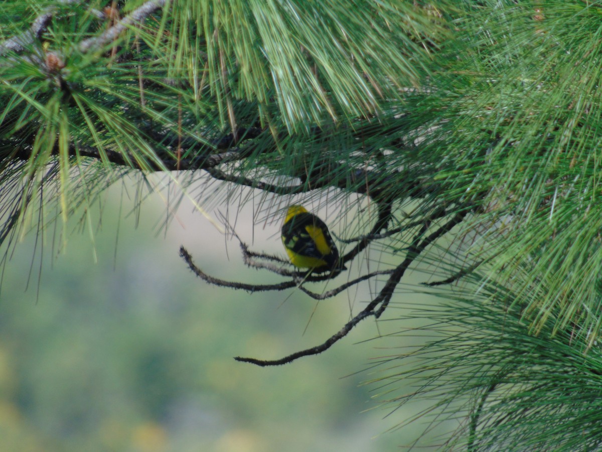 Western Tanager - ML22440781