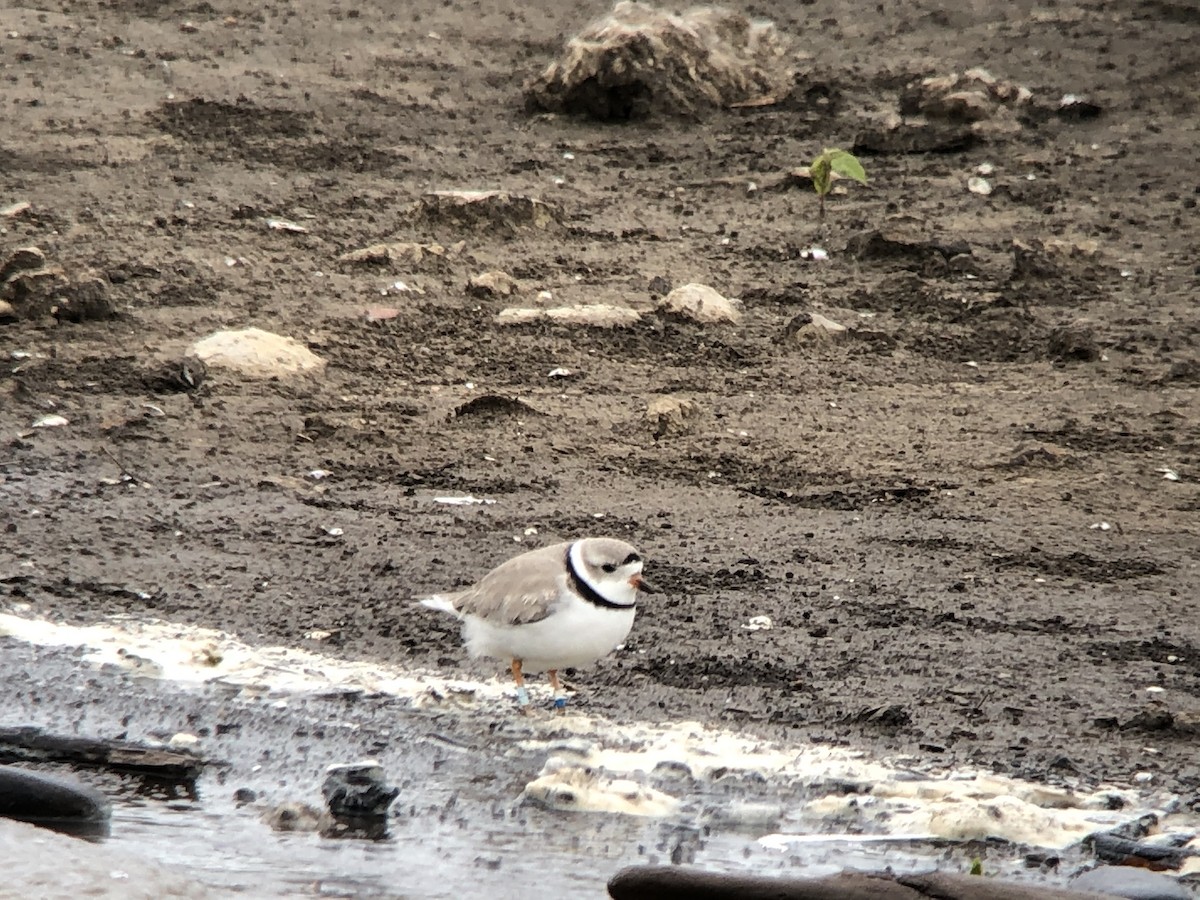Piping Plover - ML224410631