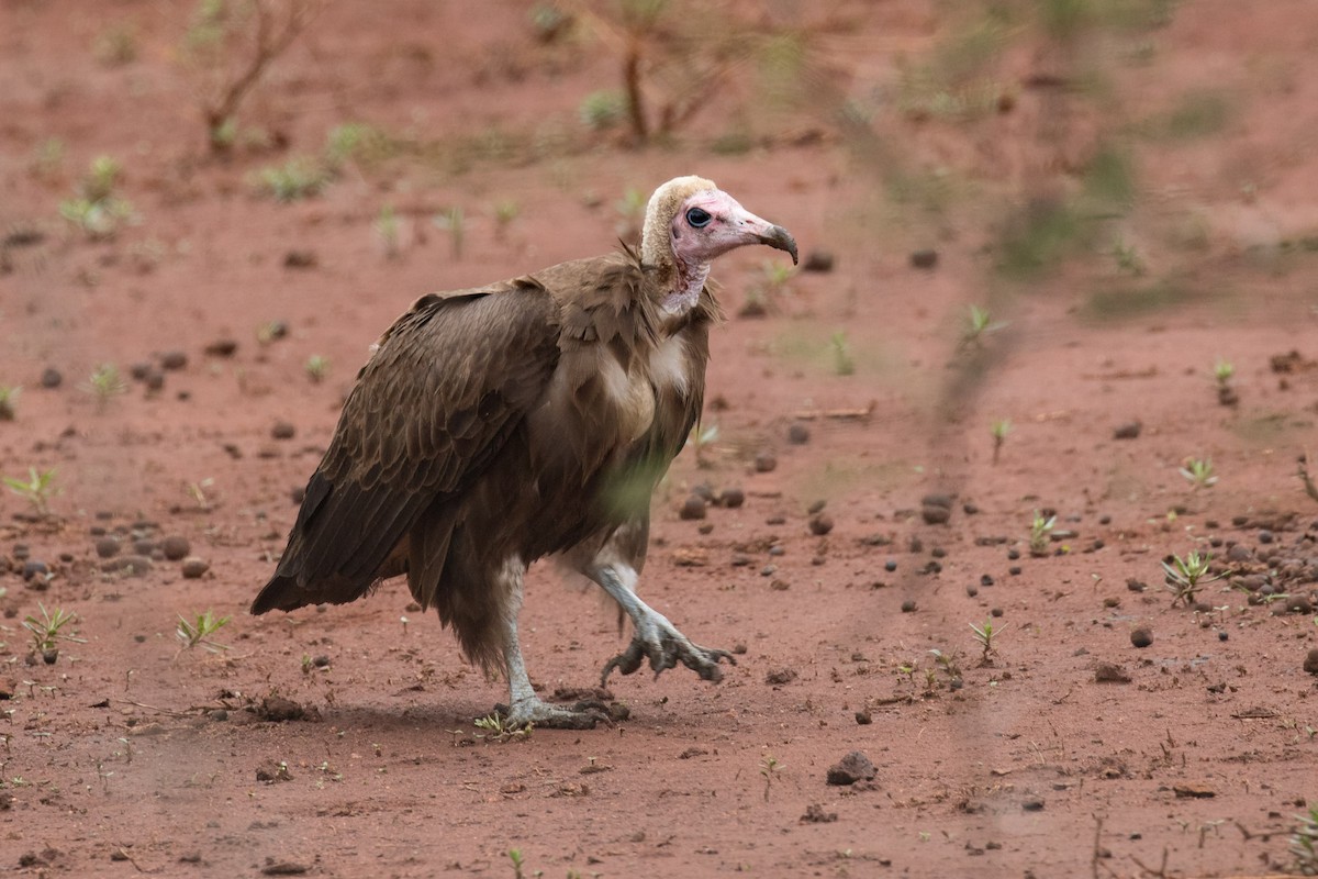 Hooded Vulture - Josh Engel
