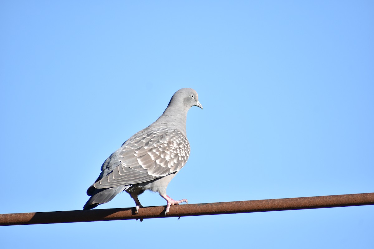 Spot-winged Pigeon - Anonymous