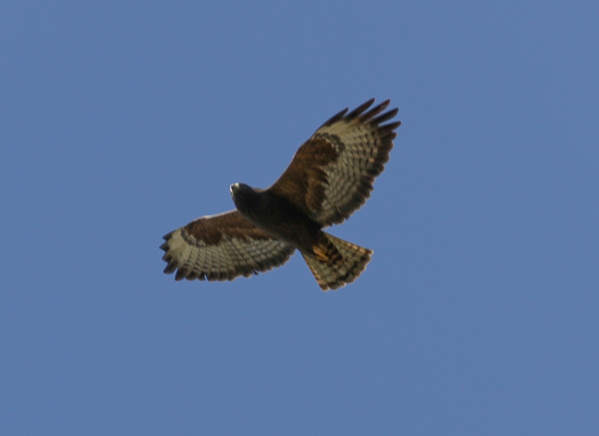 Short-tailed Hawk - R.D. Wallace