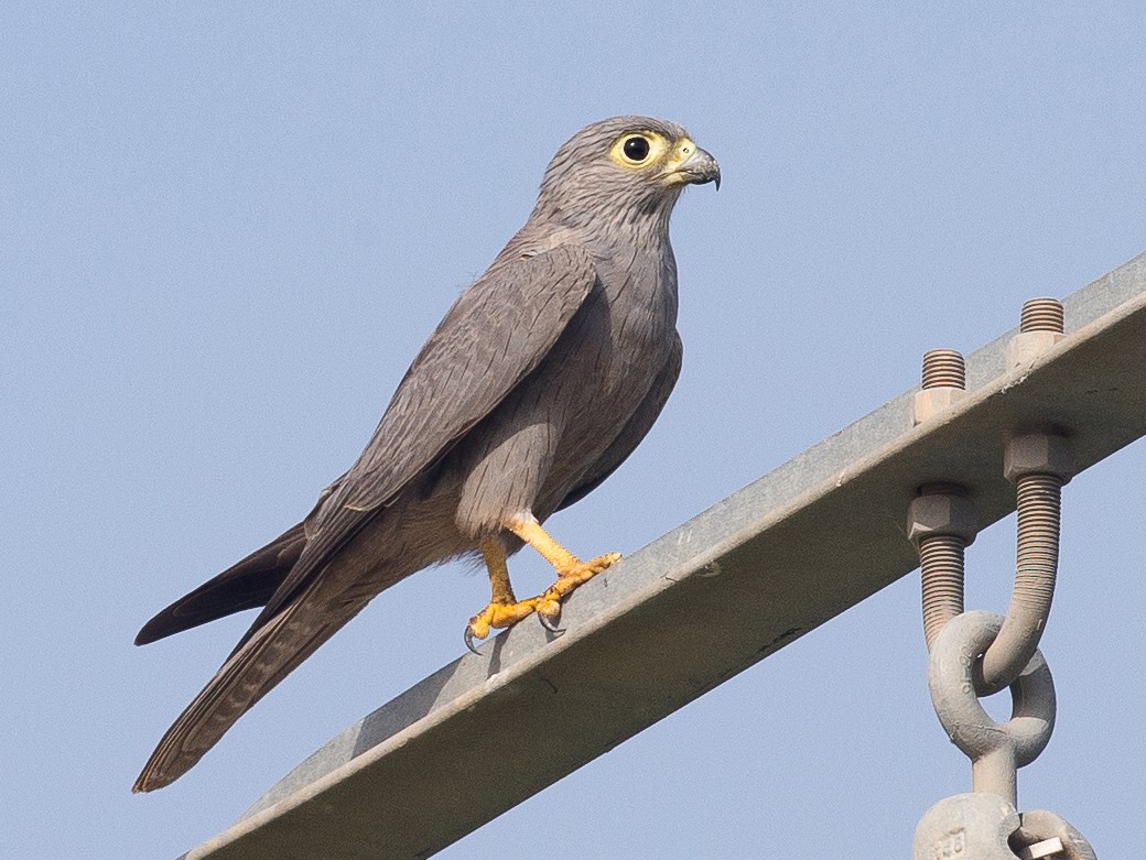 Gray Kestrel - Chris Wood