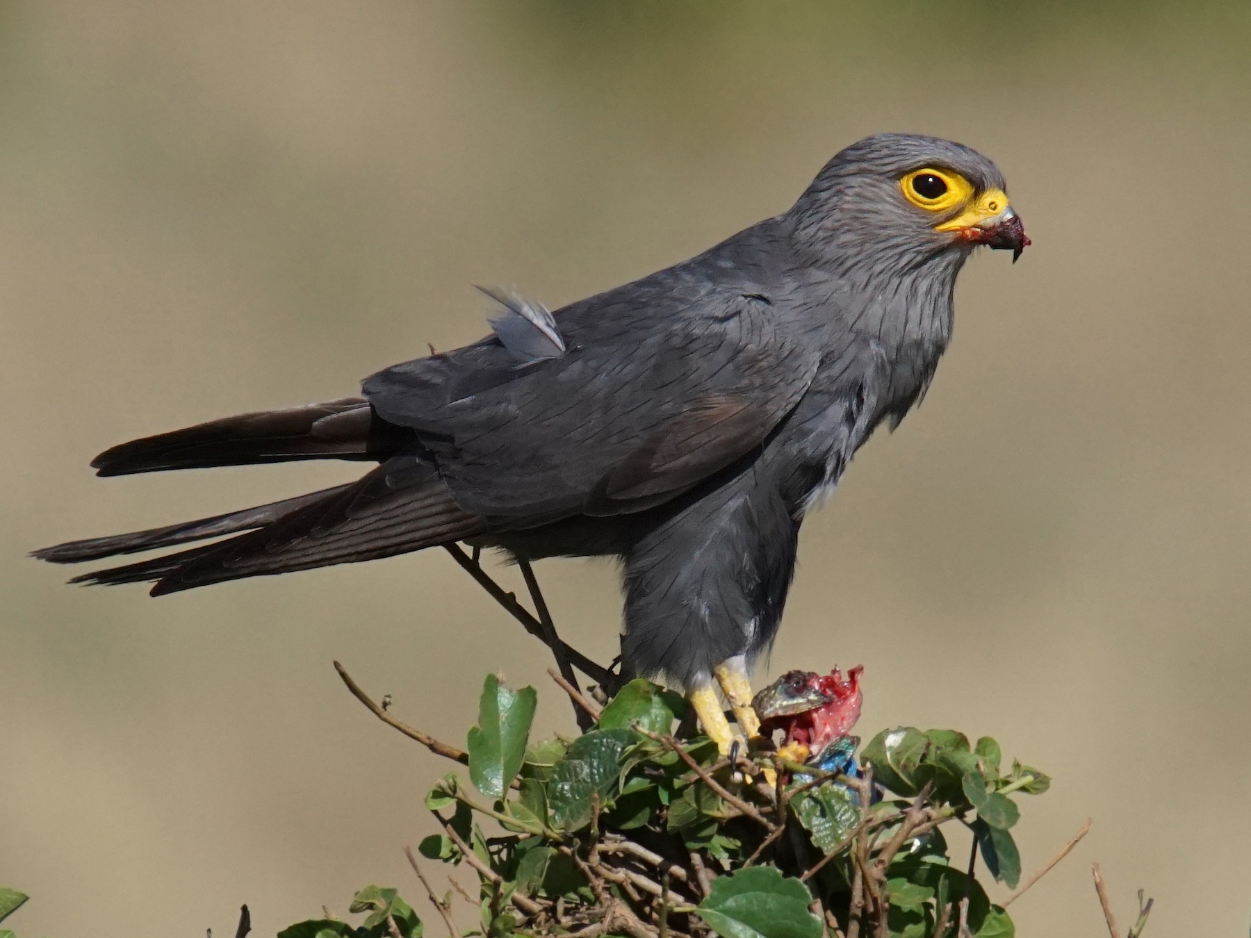 ハイイロチョウゲンボウ - eBird