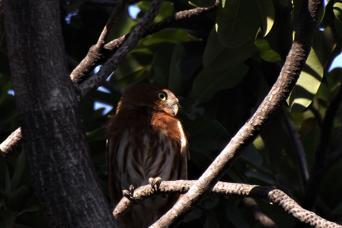 Ferruginous Pygmy-Owl - ML224418011