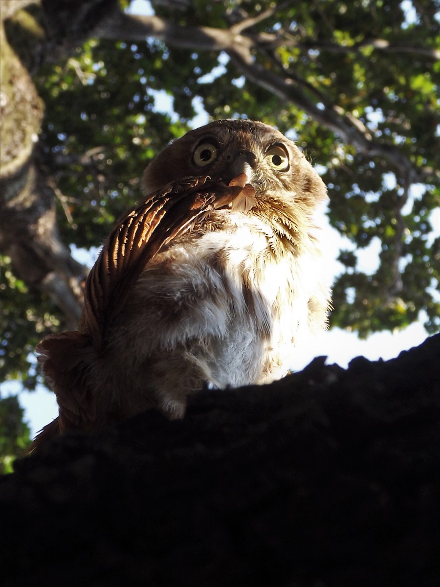 Ferruginous Pygmy-Owl - Carlos E. Pérez S.L.