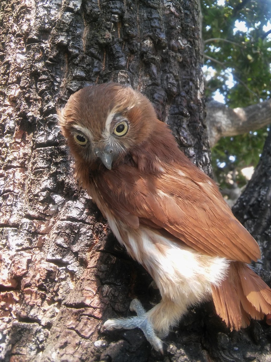 Ferruginous Pygmy-Owl - ML224418291