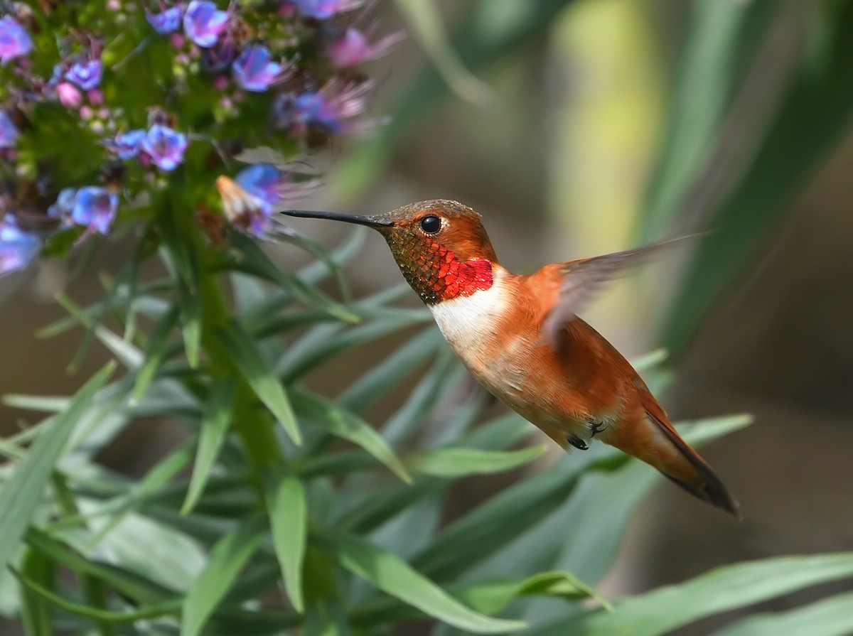 Rufous Hummingbird - Jerry Ting
