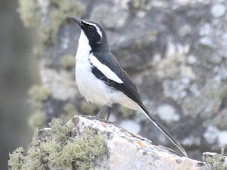 セキレイツグミヒタキ - eBird