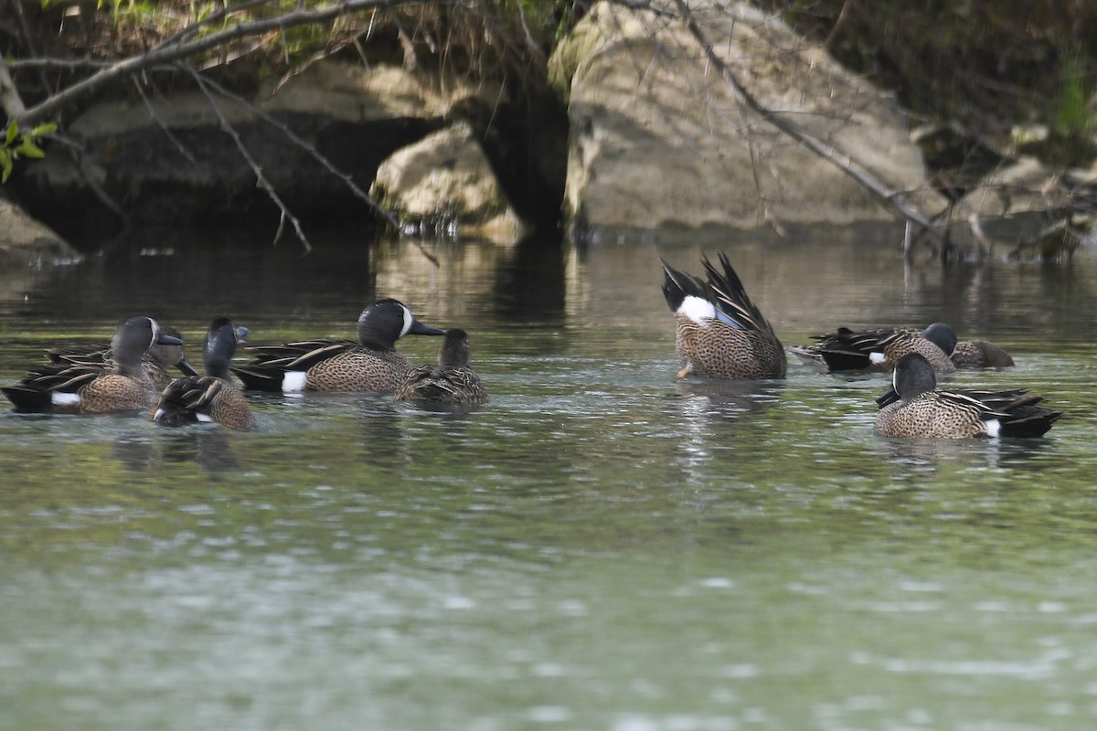 ebird-checklist-17-apr-2020-virginia-tech-vet-school-pond-11-species