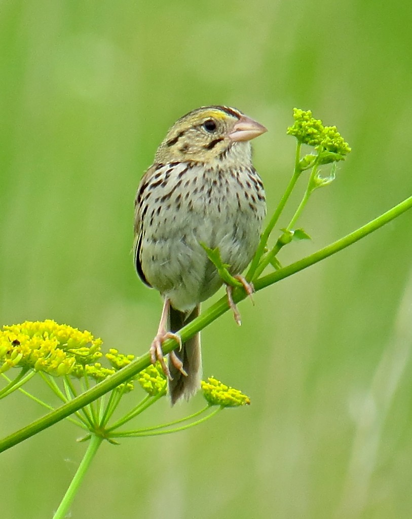 Henslow's Sparrow - Jack Coulter