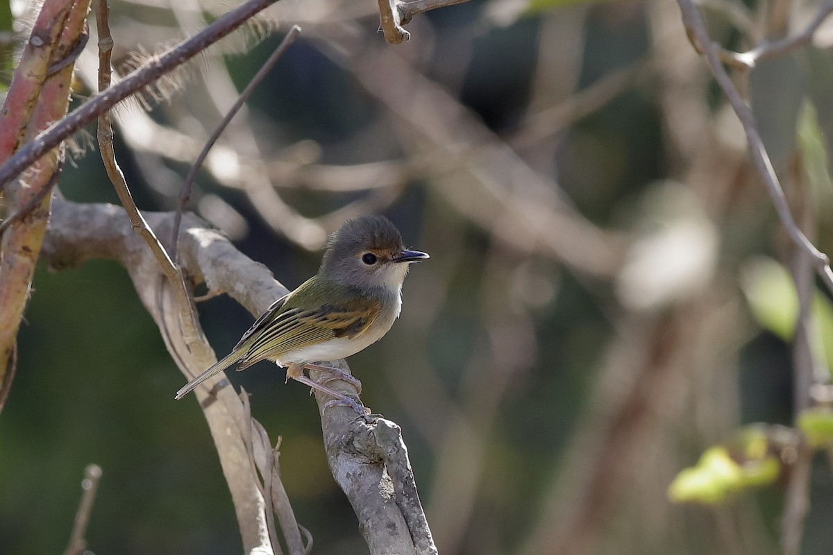 Rusty-fronted Tody-Flycatcher - ML224424301
