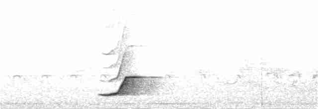 Tinamou à grands sourcils - ML224430121